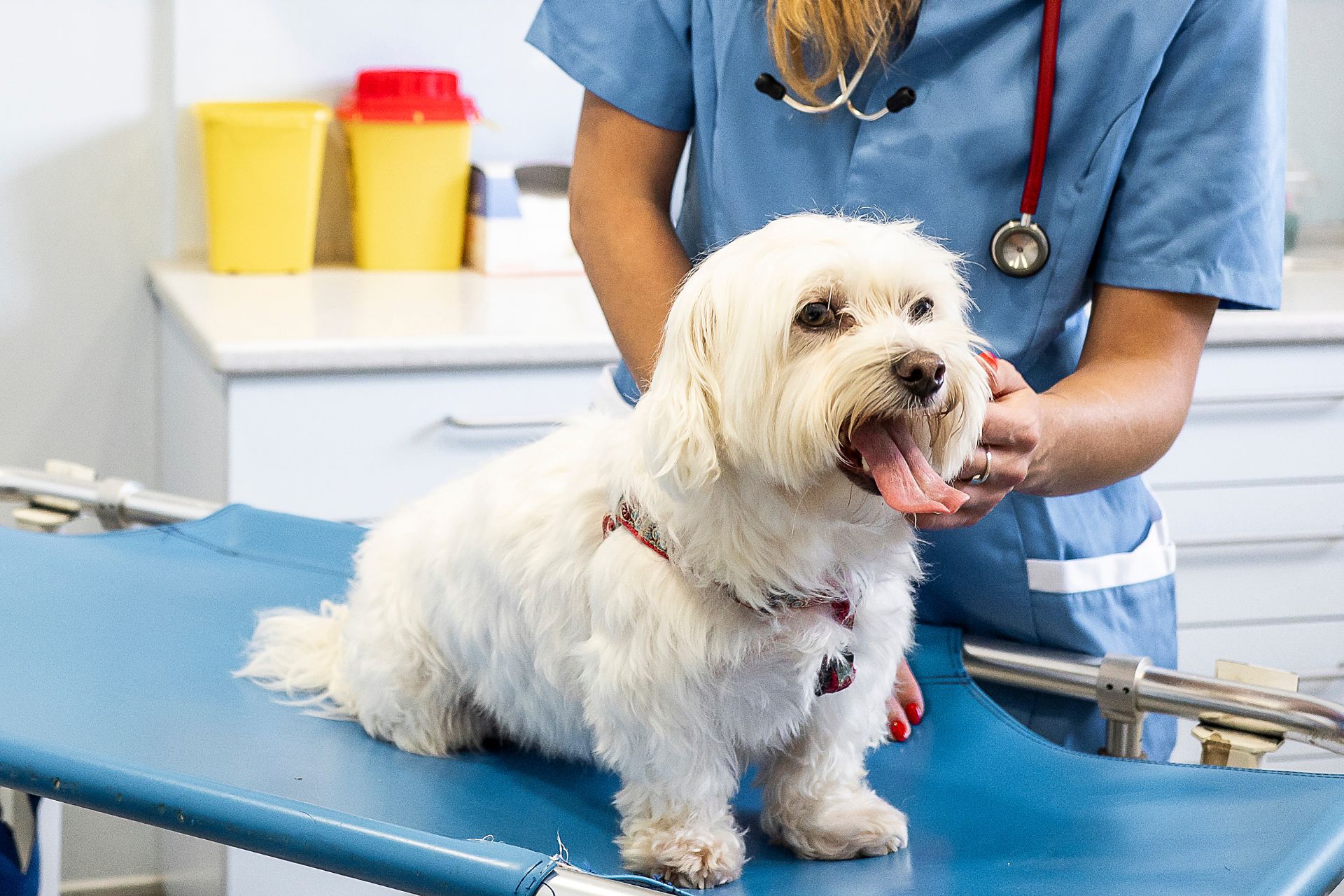 Fido getting checked up on at the Cross Lanes Veterinary Hospital, a veterinarian in Cross Lanes, WV. Photo by Cross Lanes Veterinary Hospital.