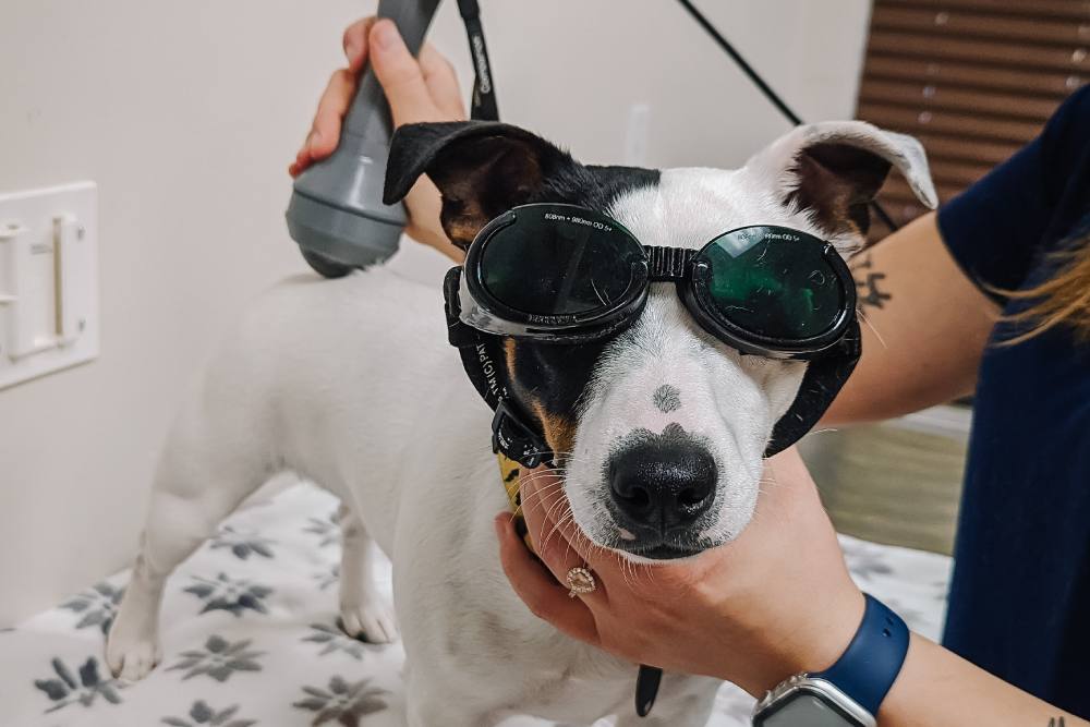 vet doing laser therapy on a dog