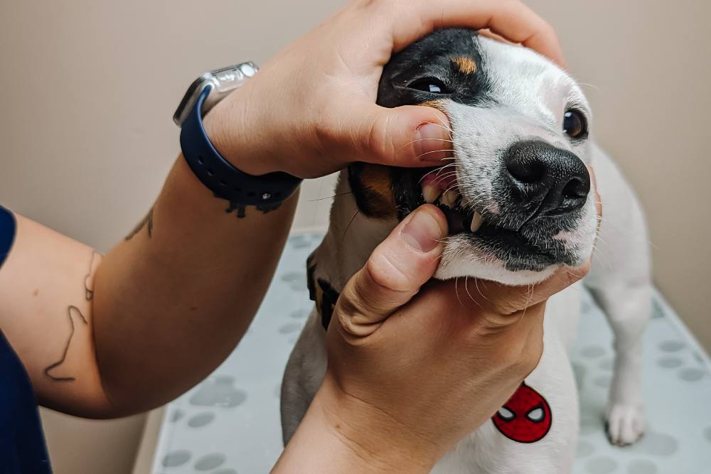 A vet examining a dog's teeth