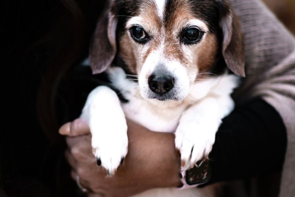 A woman gently cradles a beagle dog in her arms