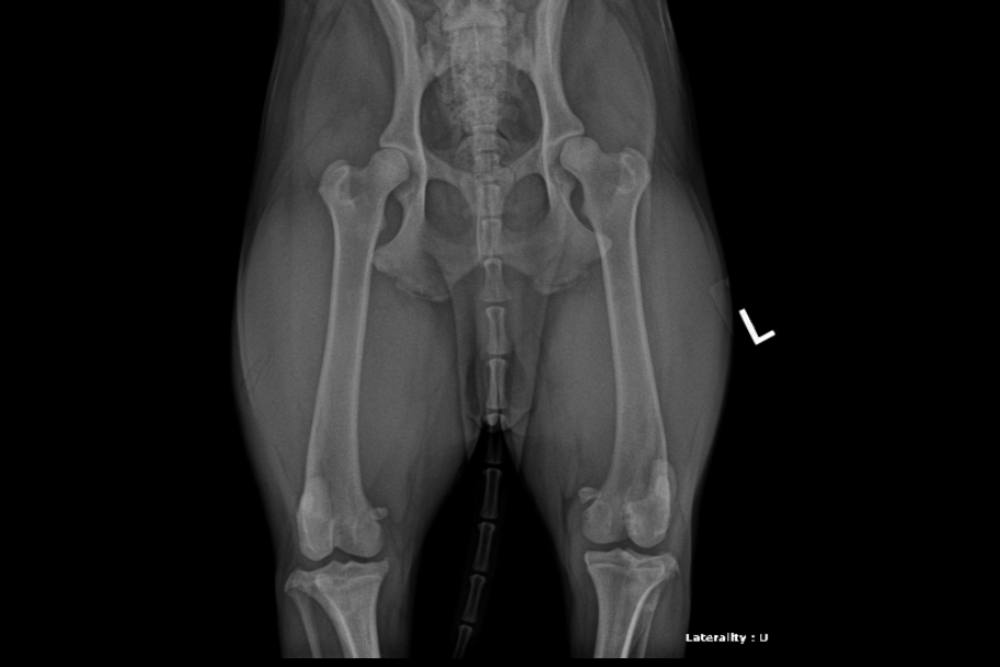 X-ray image of a dog's leg highlighting the knee joint