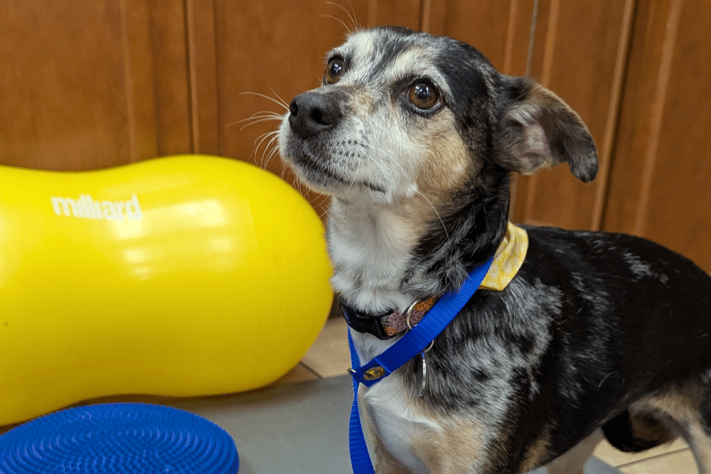 a dog undergoing  physical rehabilitation exercises